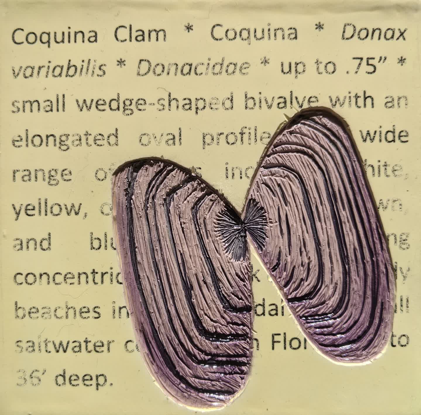 Florida Field Guide: Coquina Clam