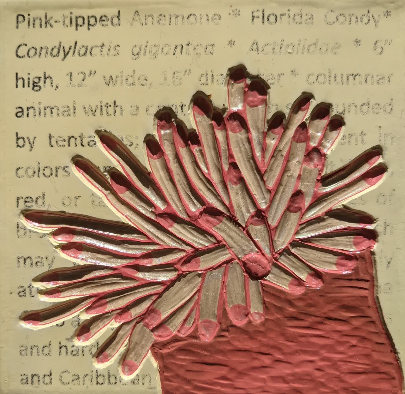 Florida Field Guide: Pink Tipped Anemone