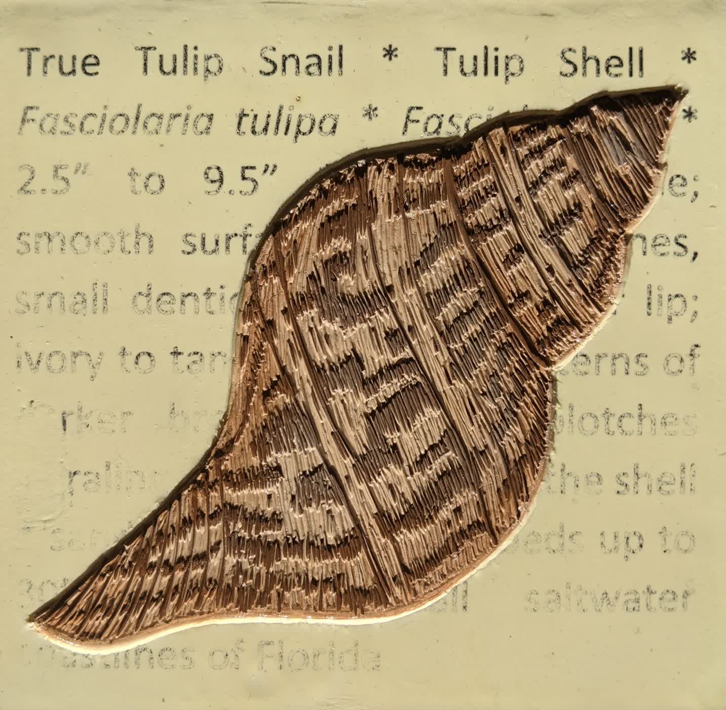Florida Field Guide: True Tulip Snail
