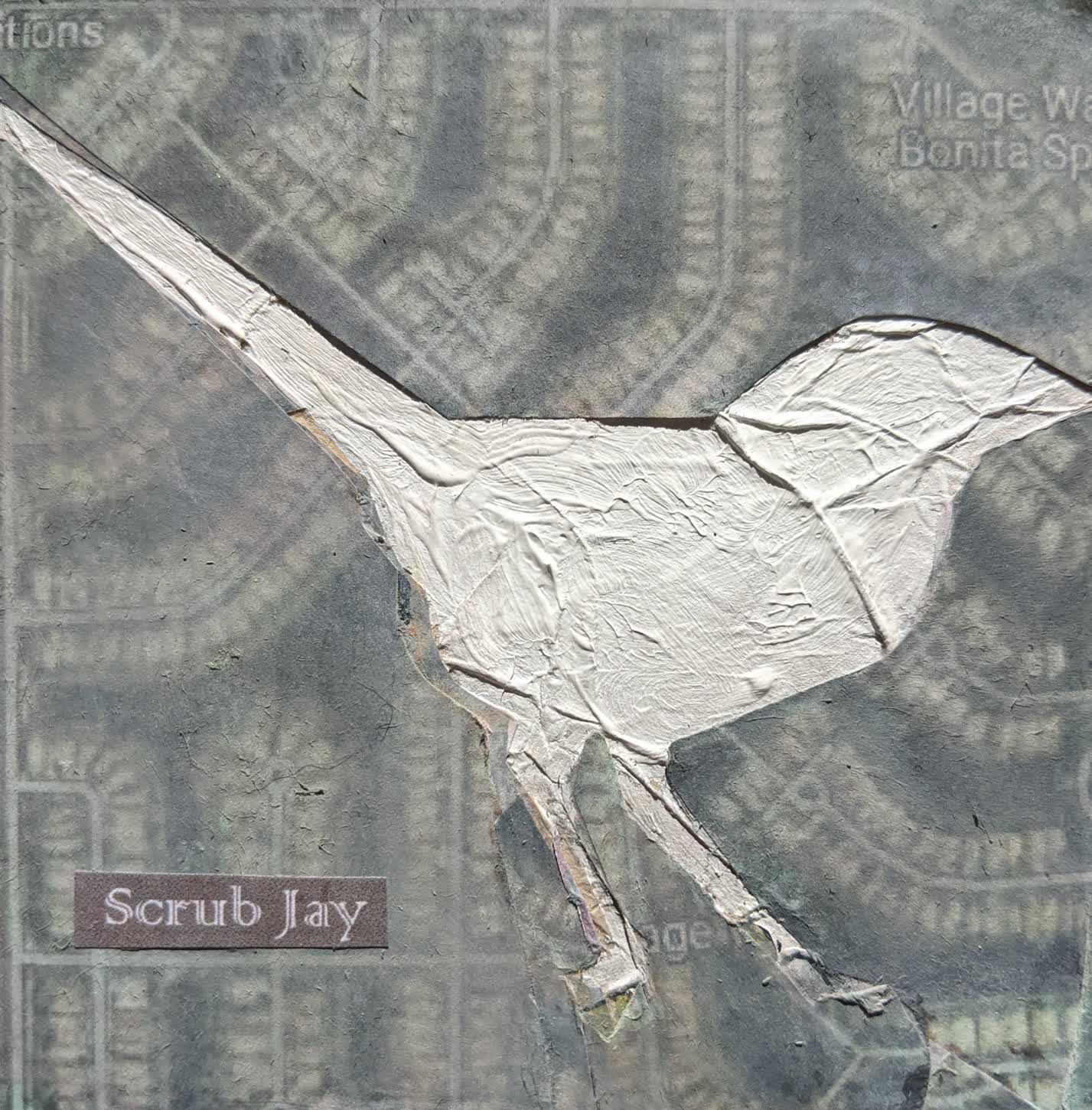 Scrub Jay