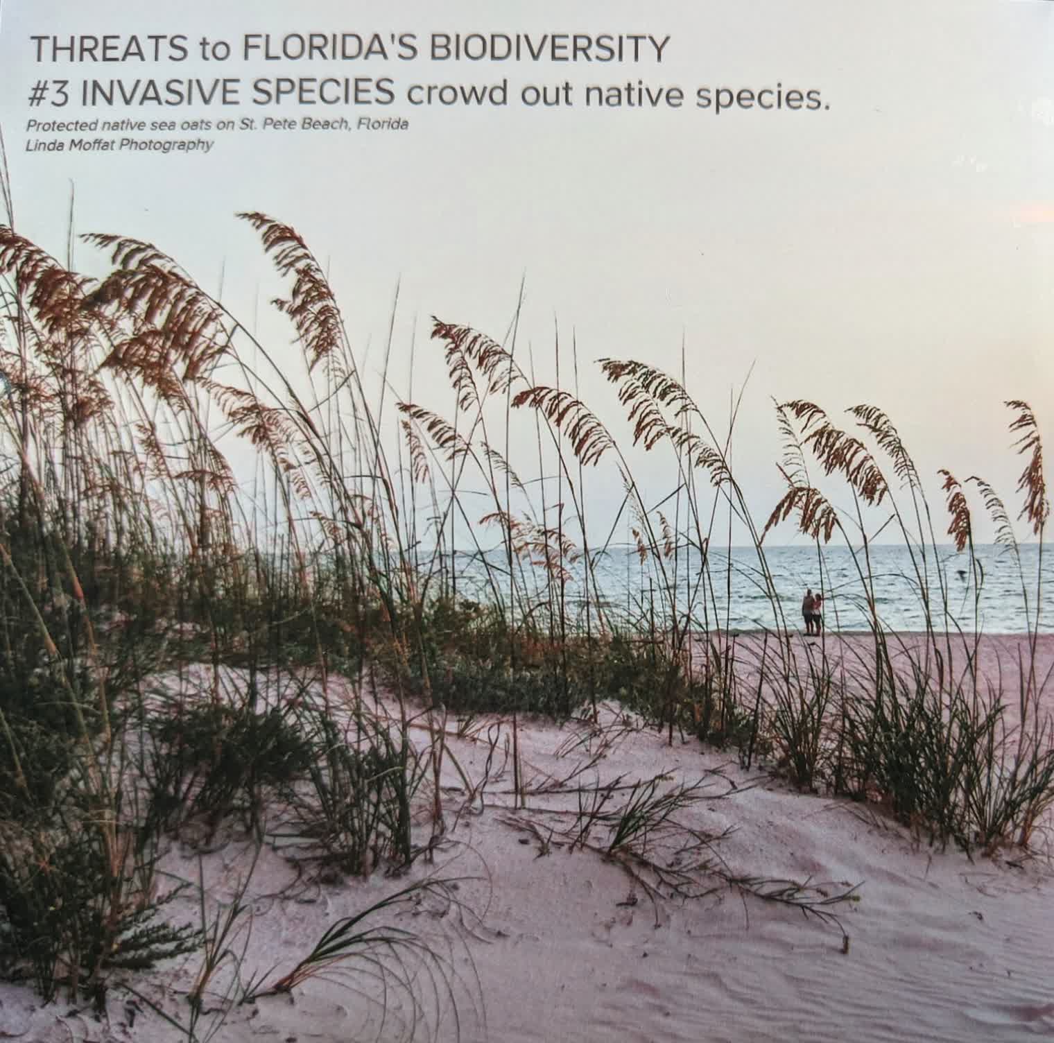 Threats to Florida's Biodiversity 3