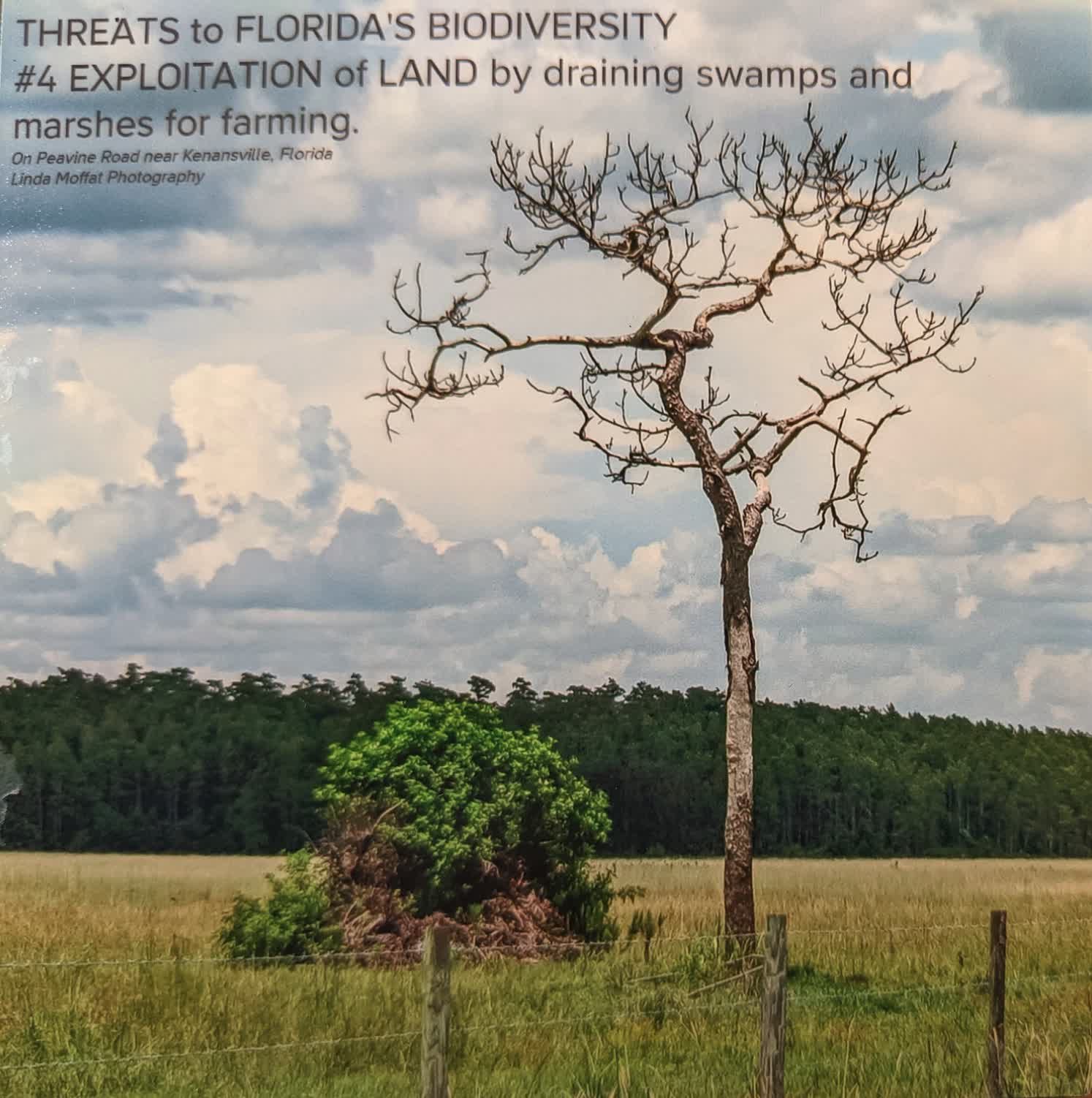 Threats to Florida's Biodiversity 4